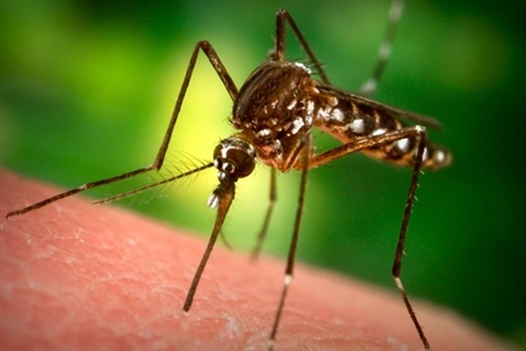 Dezinsekcija komaraca na području Općine Gornja Vrba