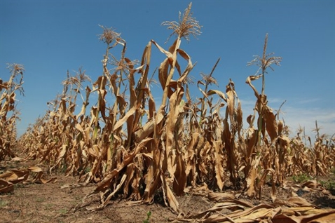 Proglašeno stanje elementarne nepogode izazvane nedostatakom oborina - sušom